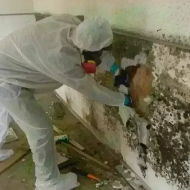 Mold Remediation and Removal in Venetian Village, IL